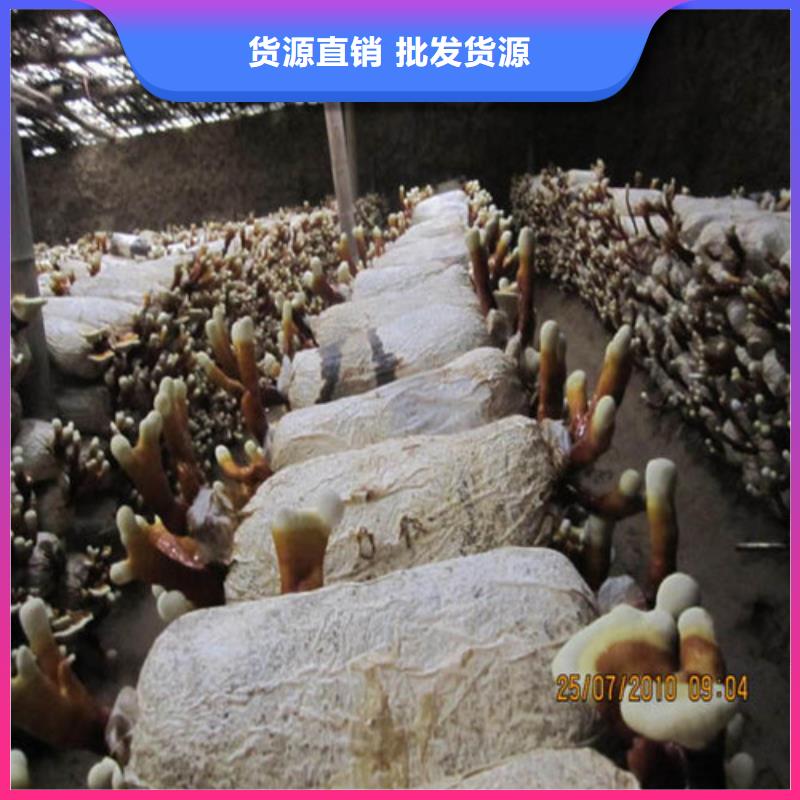 寧化靈芝孢子粉的食用方法