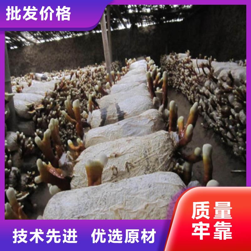 將樂(lè)縣靈芝孢子粉多少錢(qián)一斤