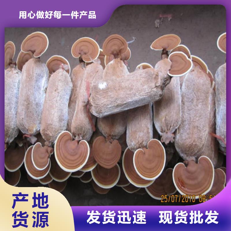 破壁靈芝孢子粉解決方案