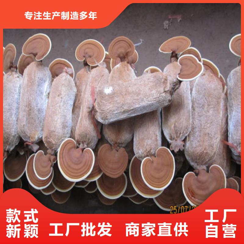 梅列靈芝孢子粉多少錢一斤