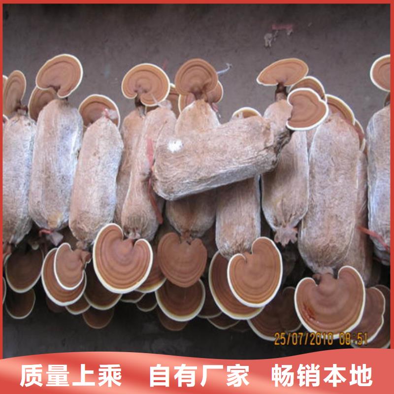 尤溪縣破壁靈芝孢子粉