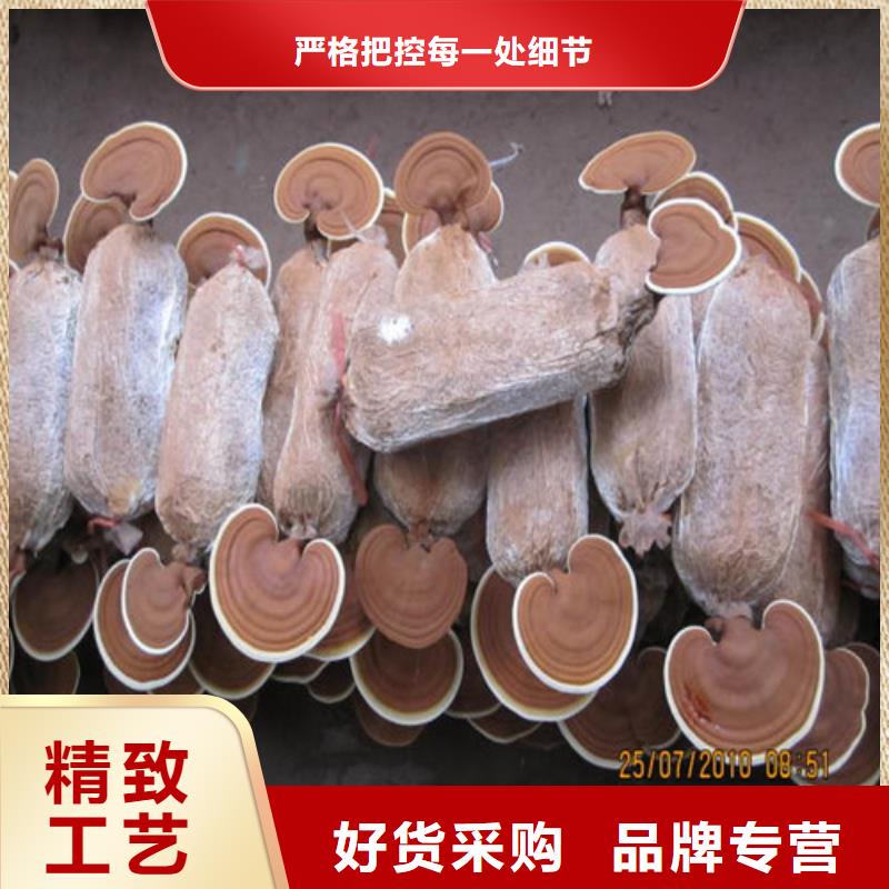 寧化靈芝孢子粉的功效與作用