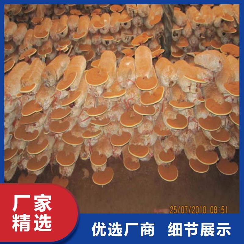 寧化靈芝孢子粉多少錢一斤