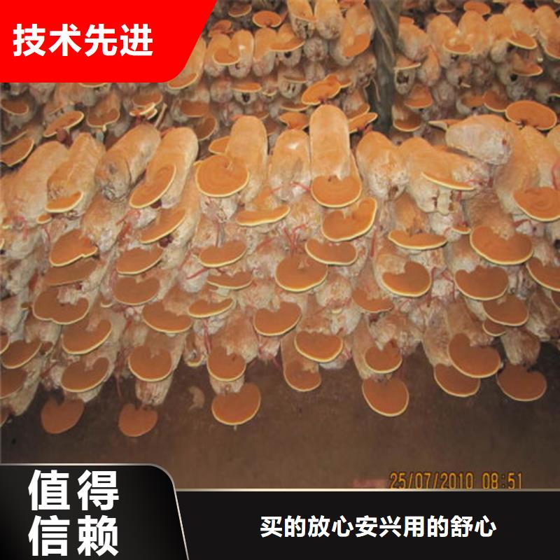 什么人适合吃灵芝孢子粉优惠多