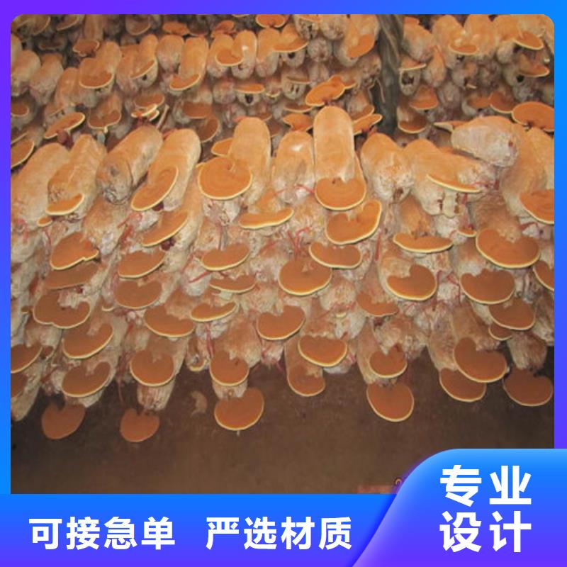 靈芝孢子粉的功效與作用