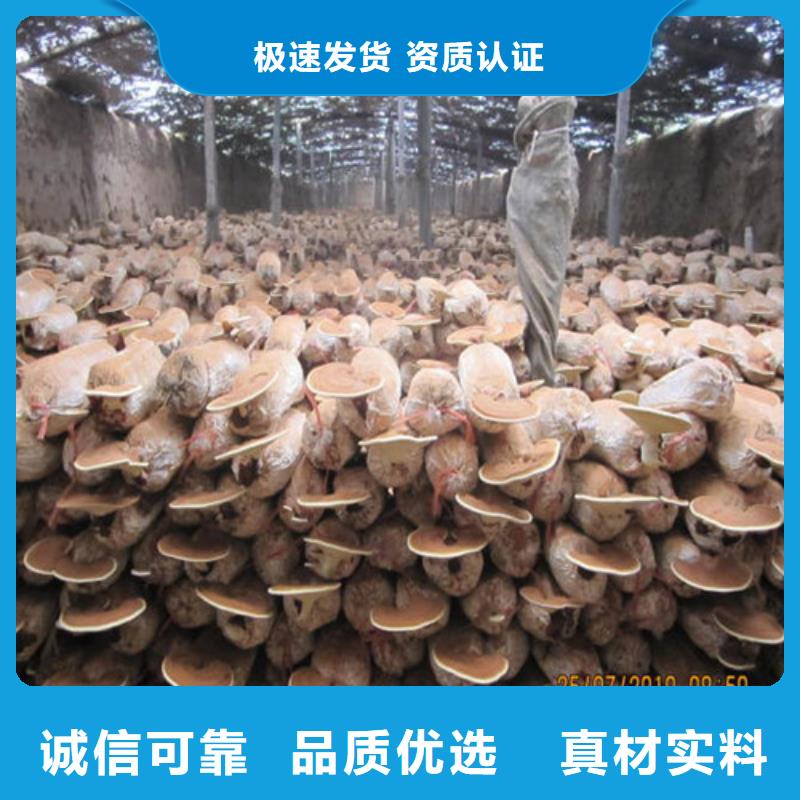 靈芝孢子粉招代理商