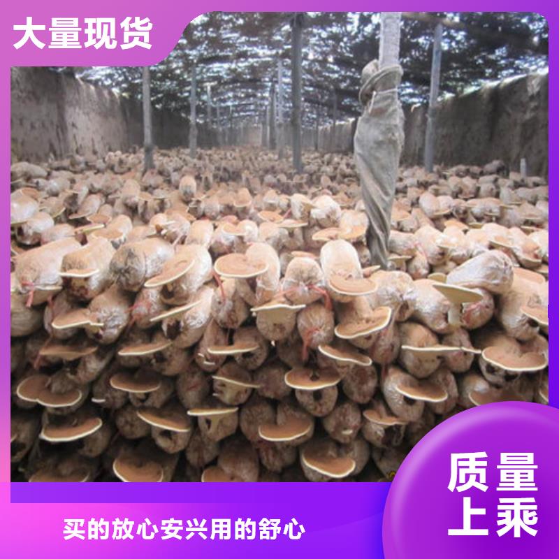 永安靈芝孢子粉多少錢一斤