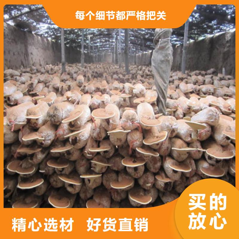 永安破壁靈芝孢子粉