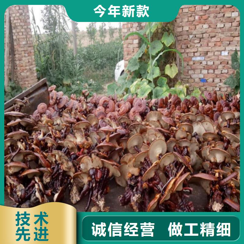 灵芝孢子粉招商加盟政策