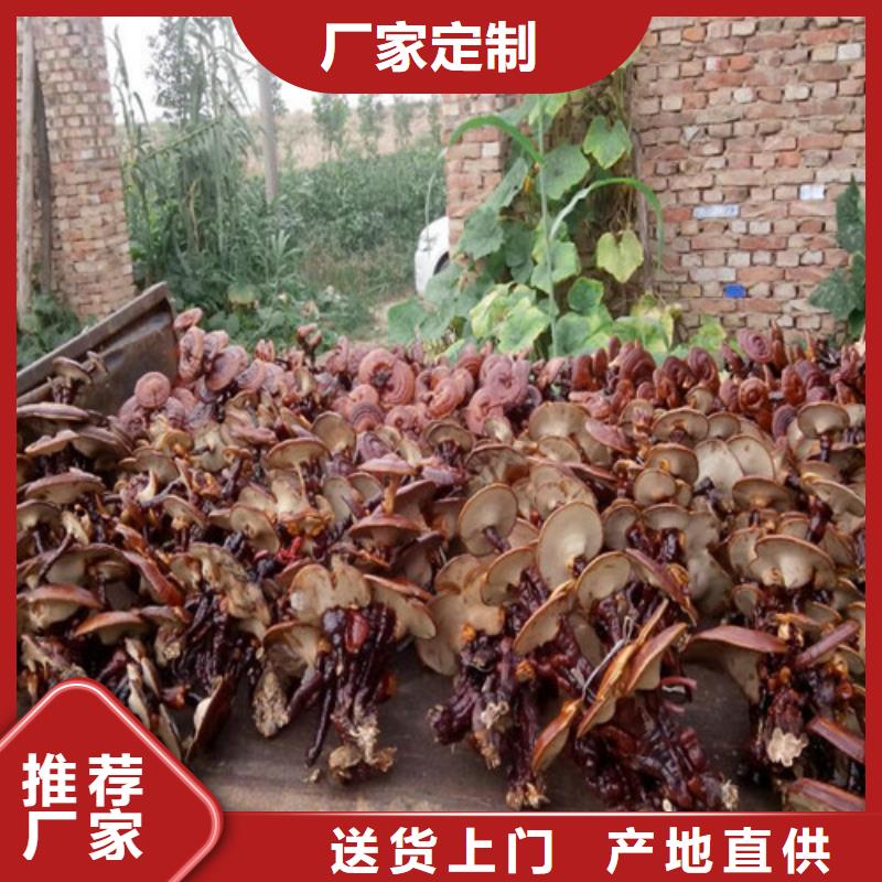 大田靈芝孢子粉怎么吃