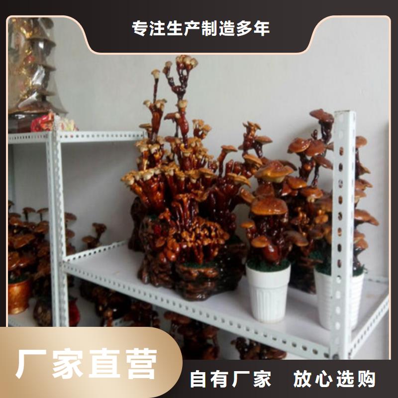 泰寧破壁靈芝孢子粉