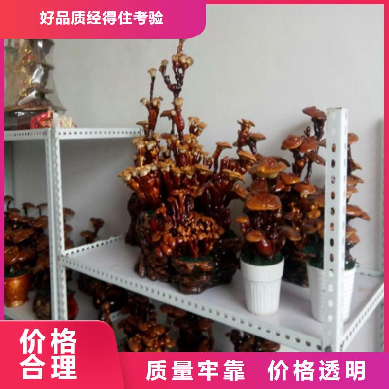 永安市靈芝孢子粉多少錢一斤