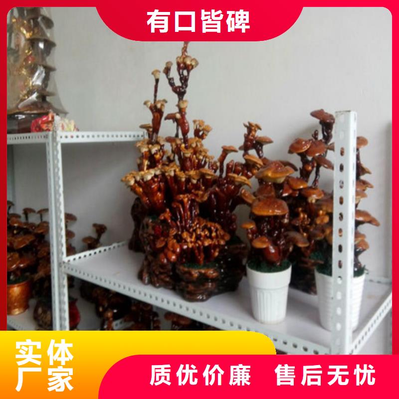靈芝孢子粉如何