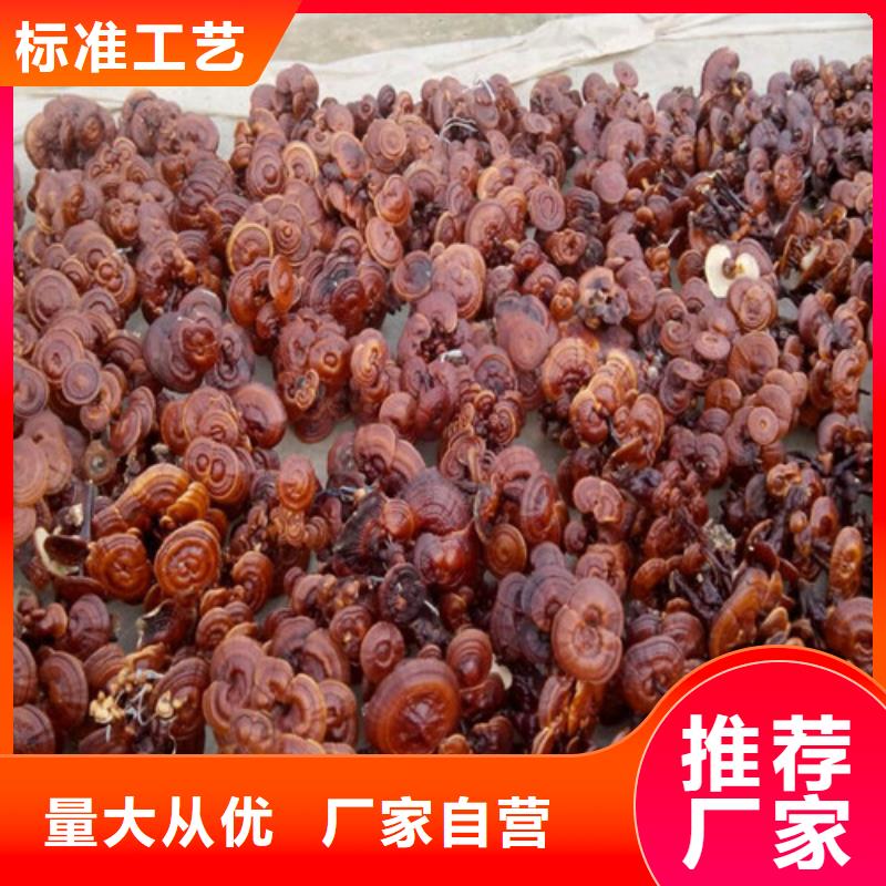 靈芝孢子粉如何招商