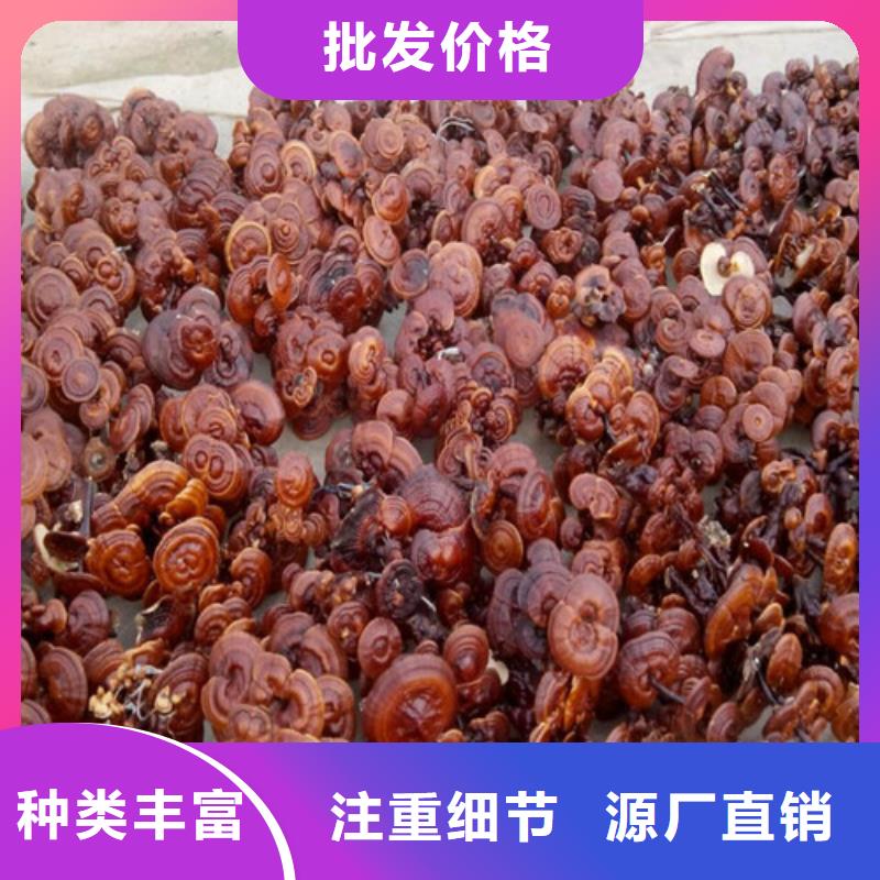 靈芝孢子粉代工政策