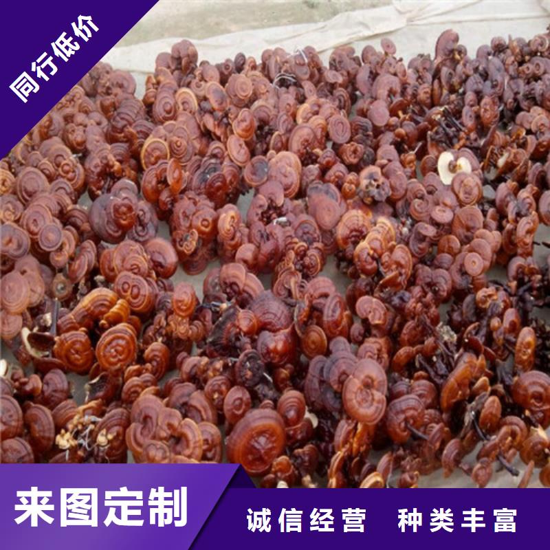 破壁靈芝孢子粉訂購