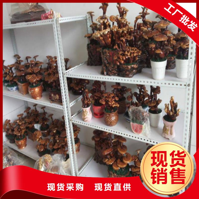 破壁靈芝孢子粉貨源充足