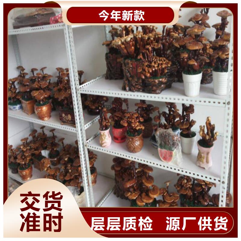 灵芝孢子粉招商加盟