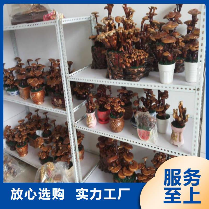 破壁靈芝孢子粉廠家-生產(chǎn)銷售一體
