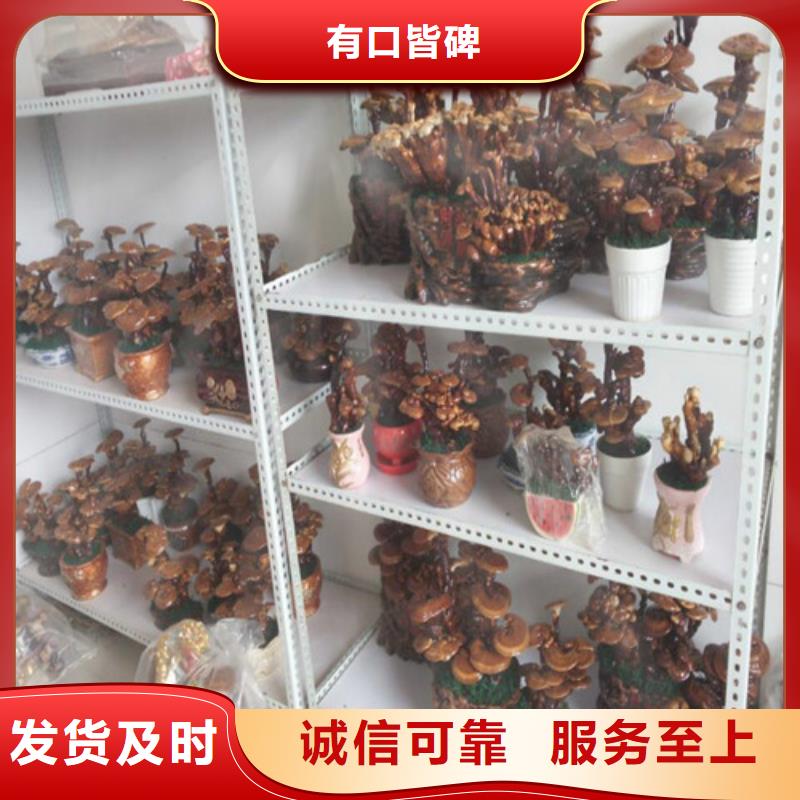 靈芝孢子粉怎么吃價格行情