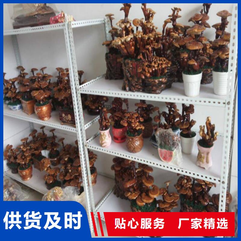 尤溪靈芝孢子粉