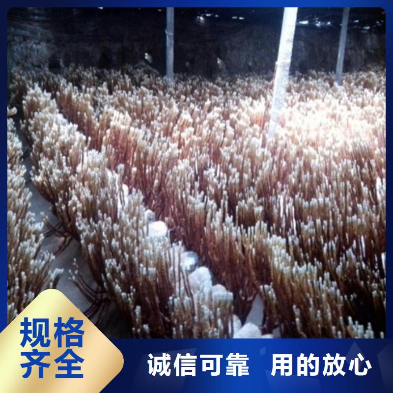什么人适合吃灵芝孢子粉优惠多
