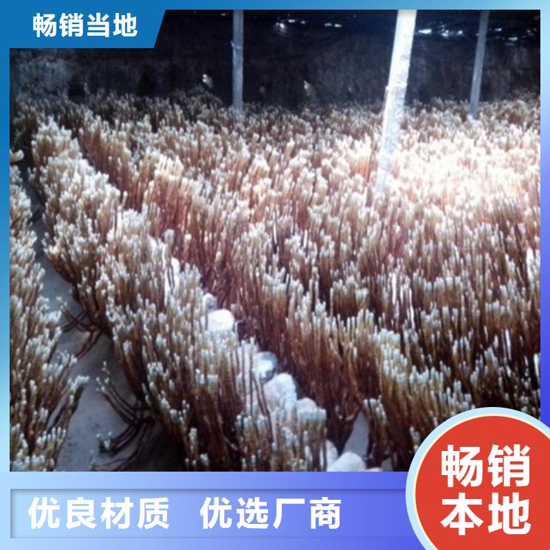 克山县灵芝哪里卖出厂价格