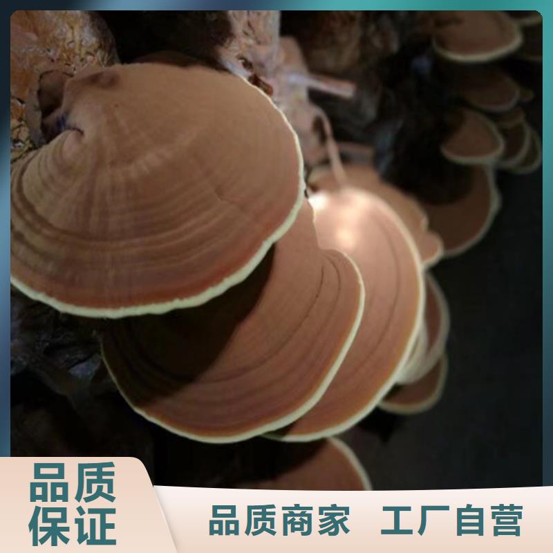 清流縣靈芝孢子粉多少錢(qián)一斤