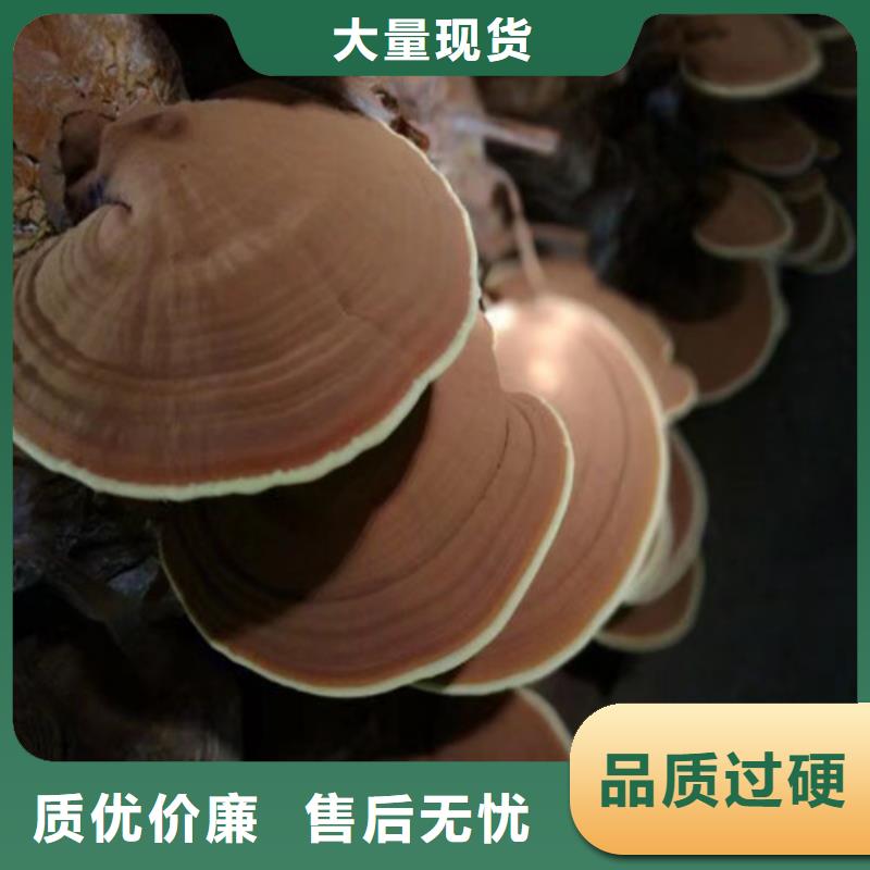 靈芝破壁孢子粉購(gòu)買