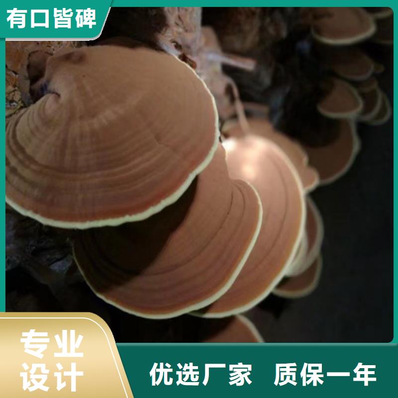 天然灵芝价格低