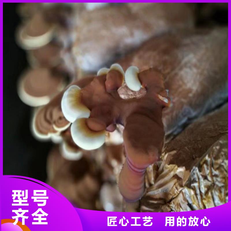 寧化縣靈芝孢子粉的功效與作用