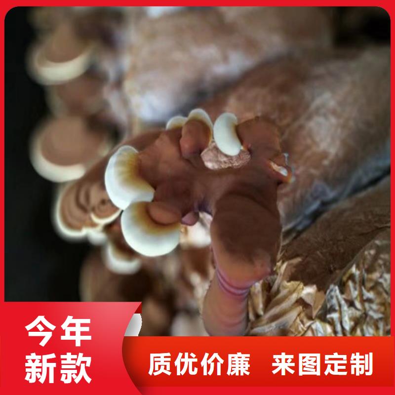 將樂(lè)靈芝孢子粉的功效與作用