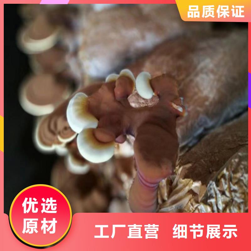 清流破壁靈芝孢子粉