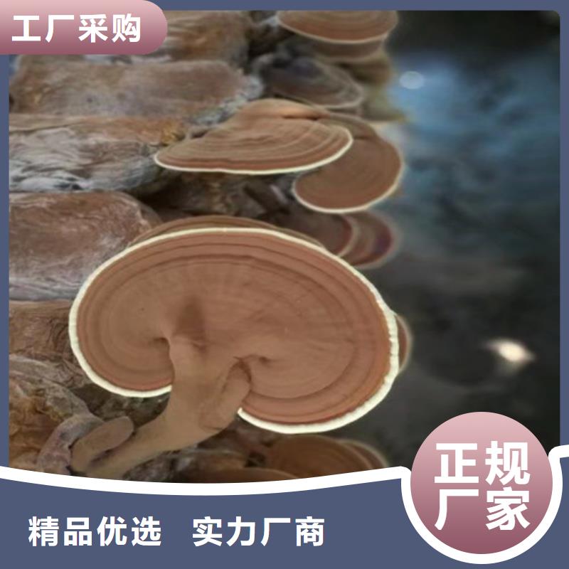 泰寧?kù)`芝孢子粉怎么吃