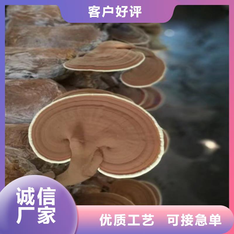 三元破壁靈芝孢子粉