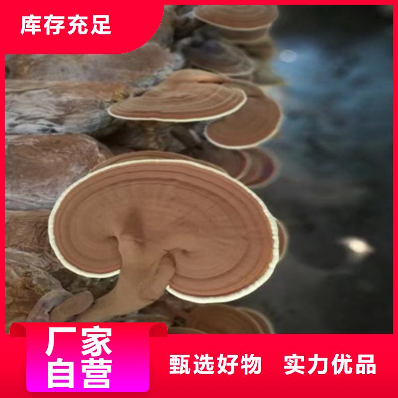 批发灵芝孢子粉多少钱