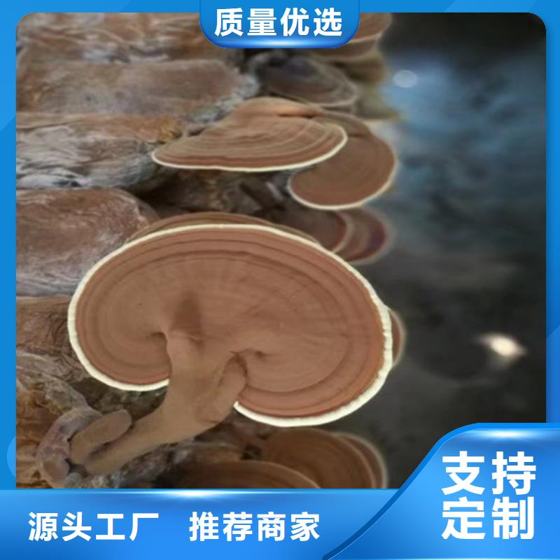 梅列靈芝孢子粉怎么吃