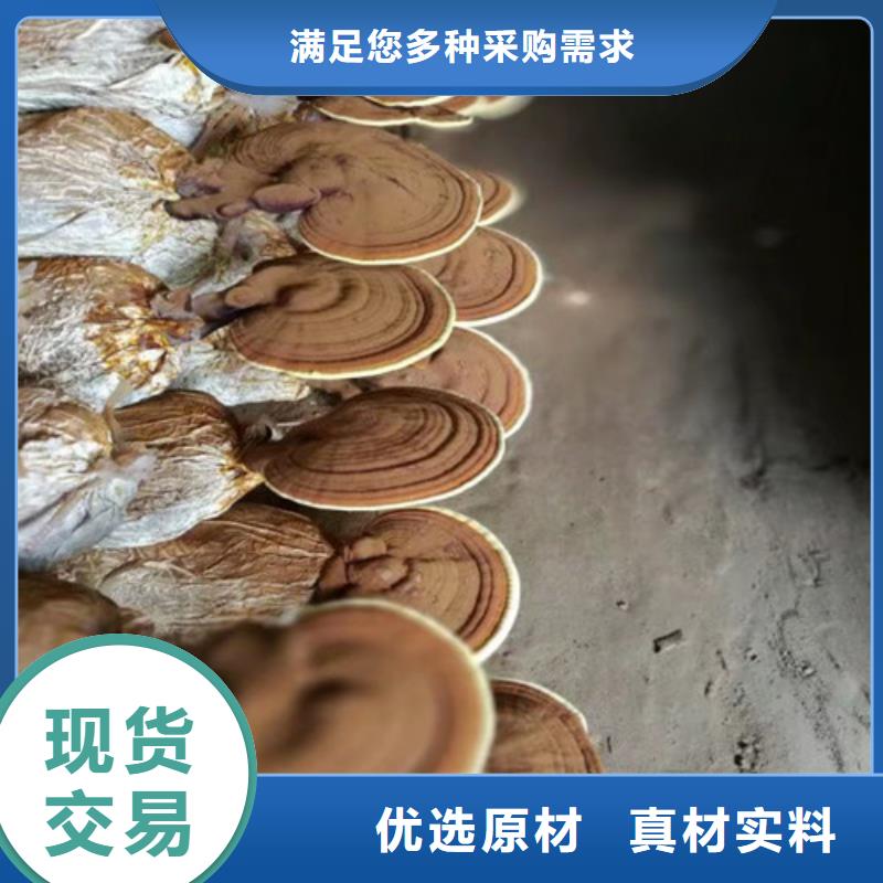 泰寧縣靈芝孢子粉怎么吃
