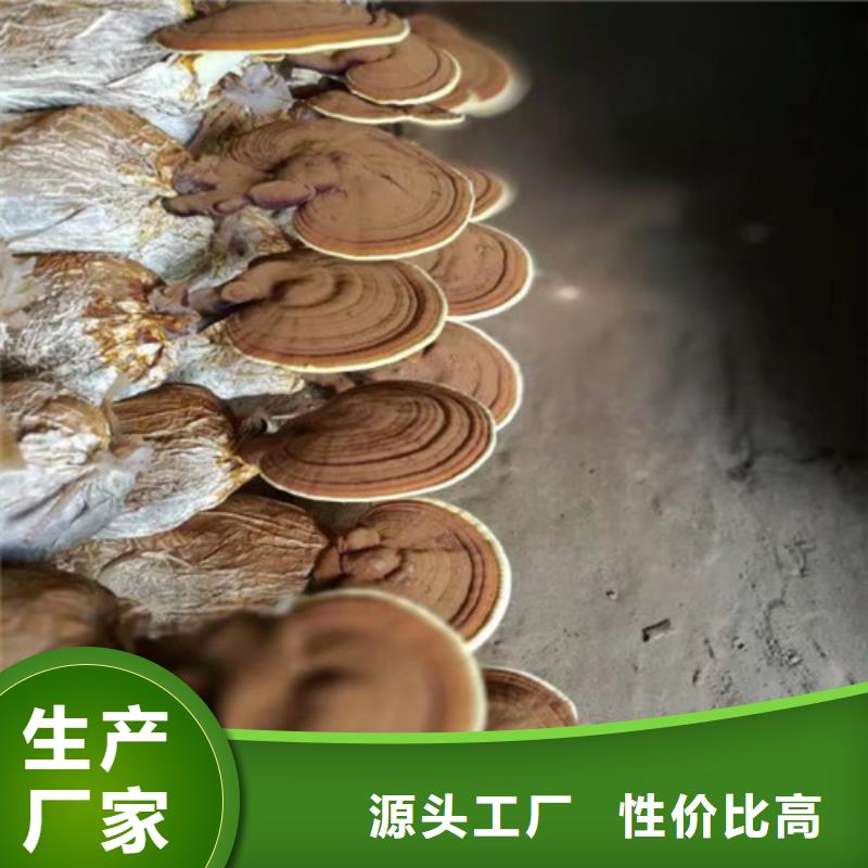 灵芝孢子粉招