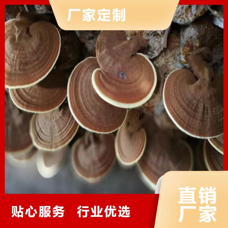 靈芝孢子粉加盟政策