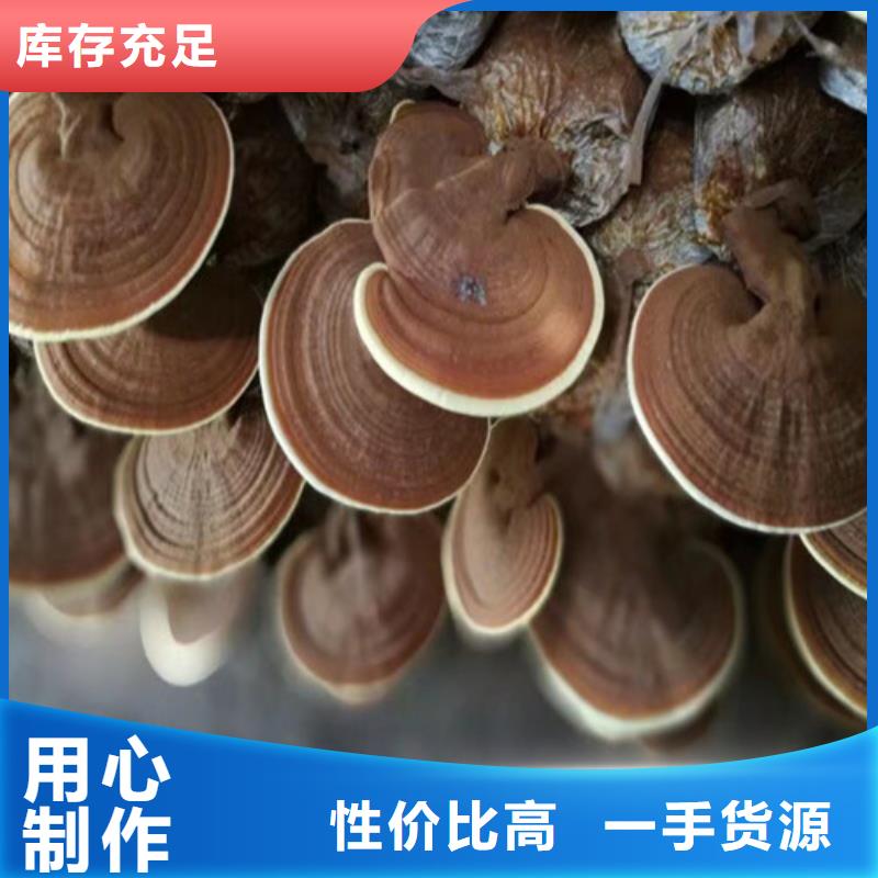 沙縣靈芝孢子粉的食用方法