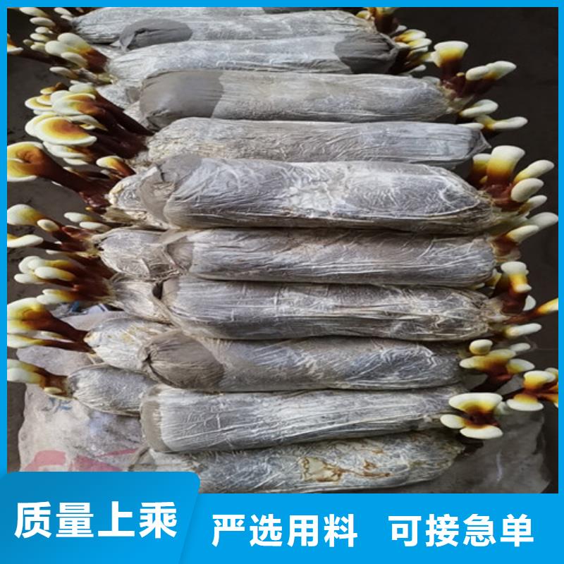 靈芝孢子粉的用法全國配送