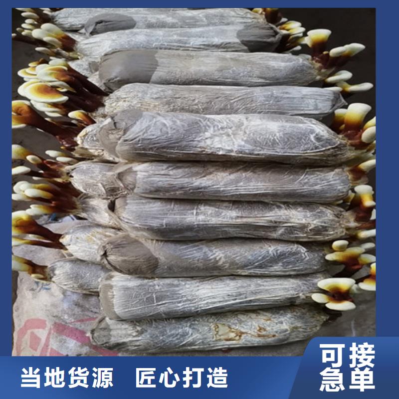 性價(jià)比高的破壁靈芝孢子粉銷售廠家