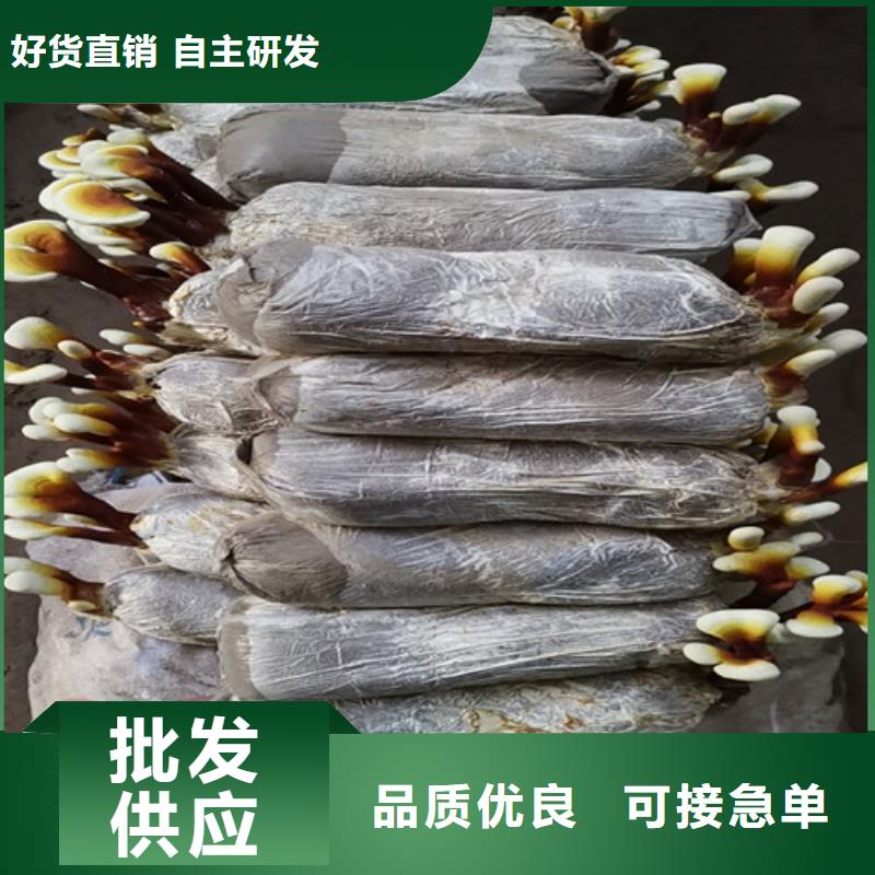 建寧靈芝孢子粉的功效與作用