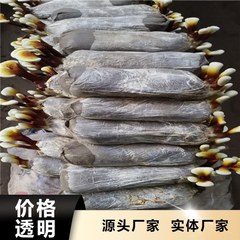 梅列區(qū)靈芝孢子粉