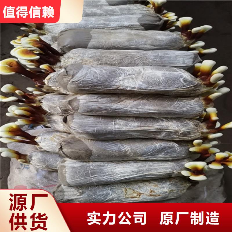 尤溪縣靈芝孢子粉的功效與作用