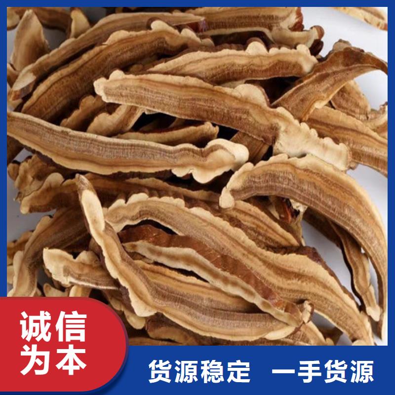 灵芝种植技术在线报价
