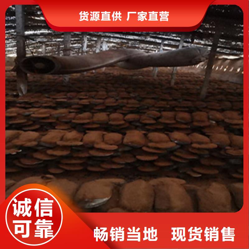 尤溪靈芝孢子粉多少錢一斤