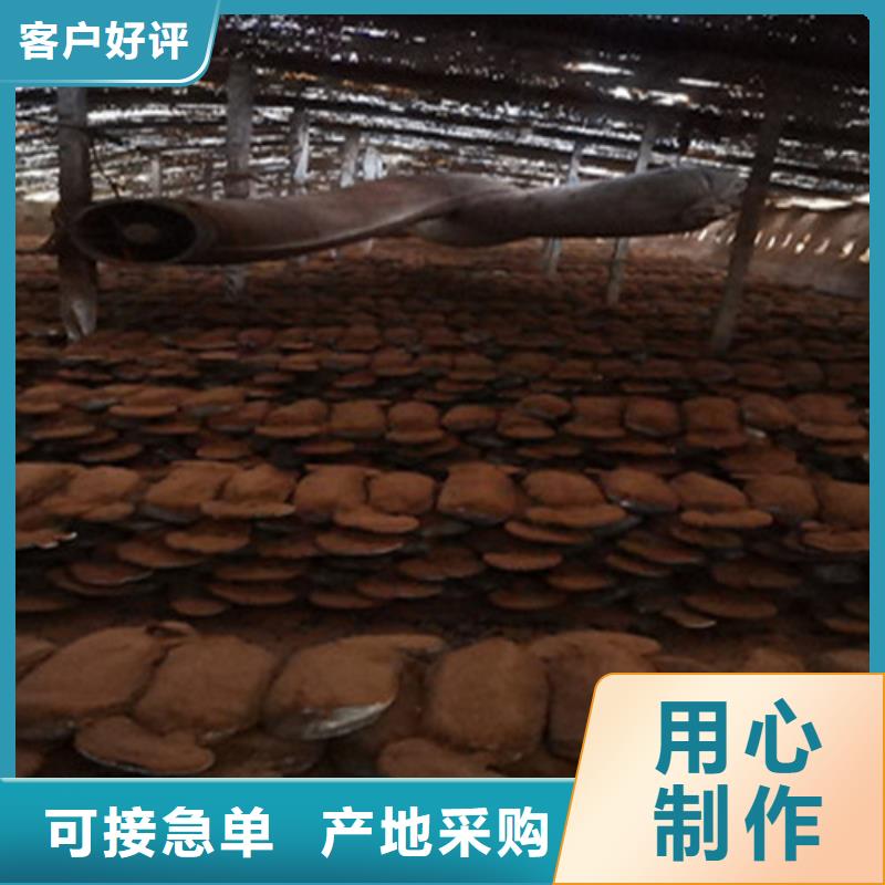 批發(fā)靈芝孢子粉多少錢