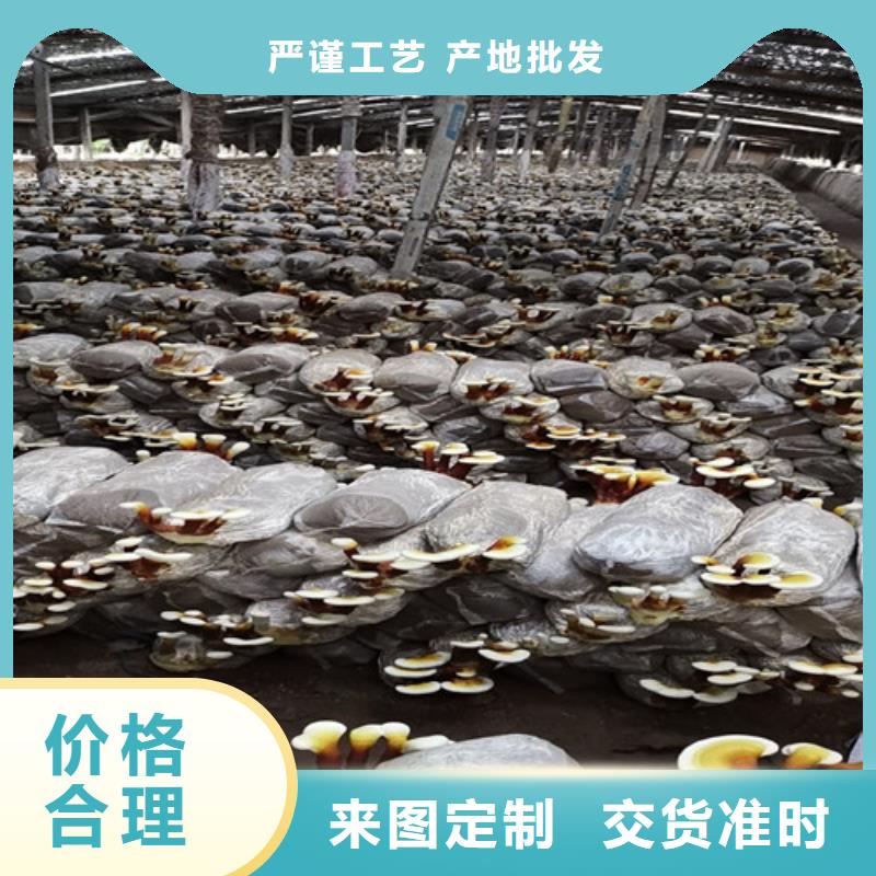 泡茶灵芝-泡茶灵芝优质